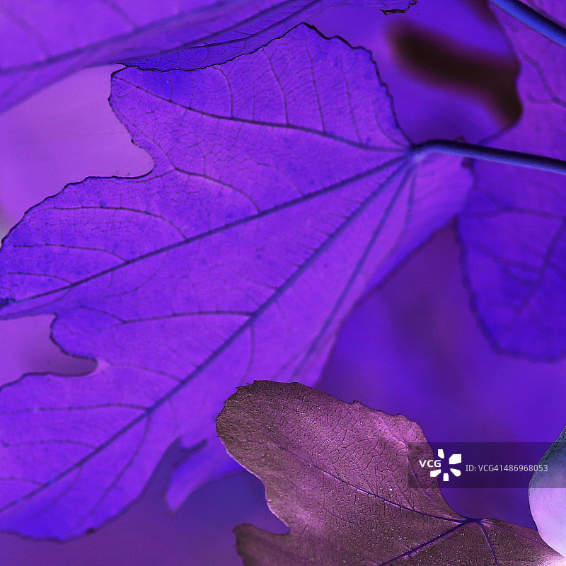 完美的紫色!图片素材