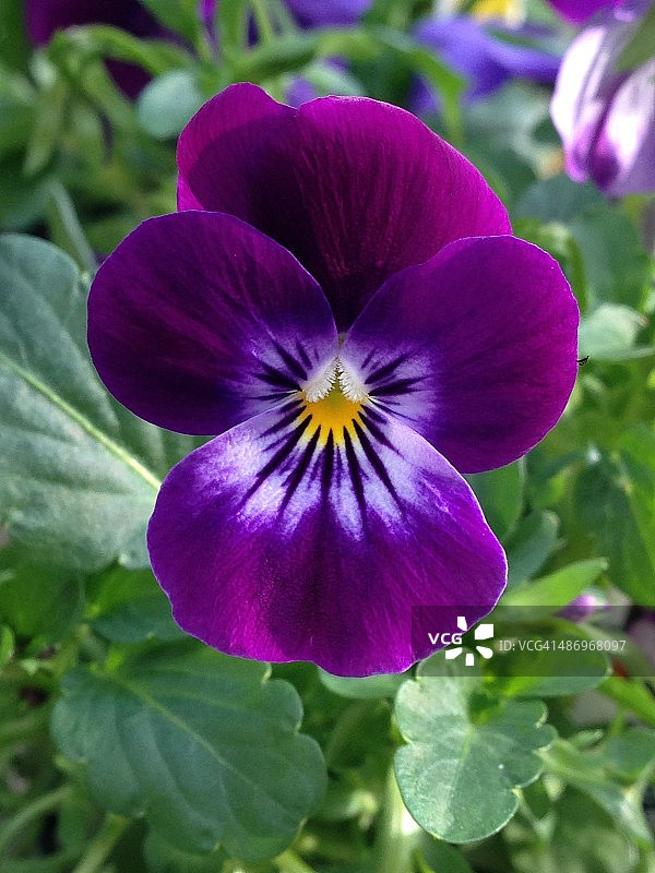 完美的紫色!图片素材