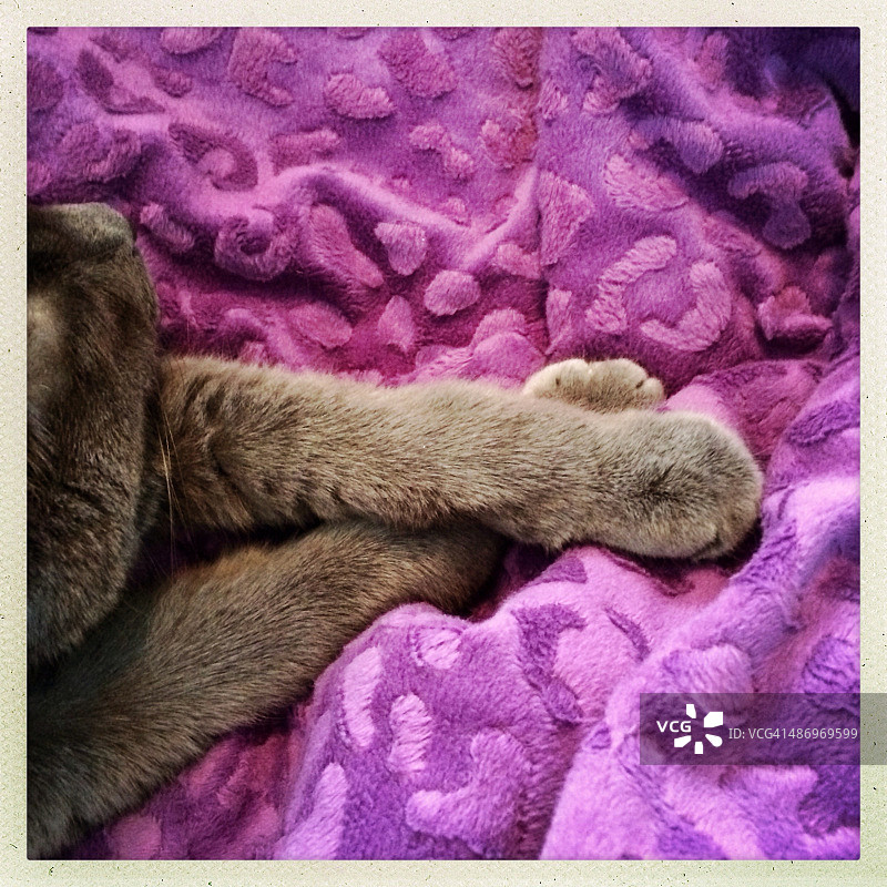 完美的紫色!图片素材