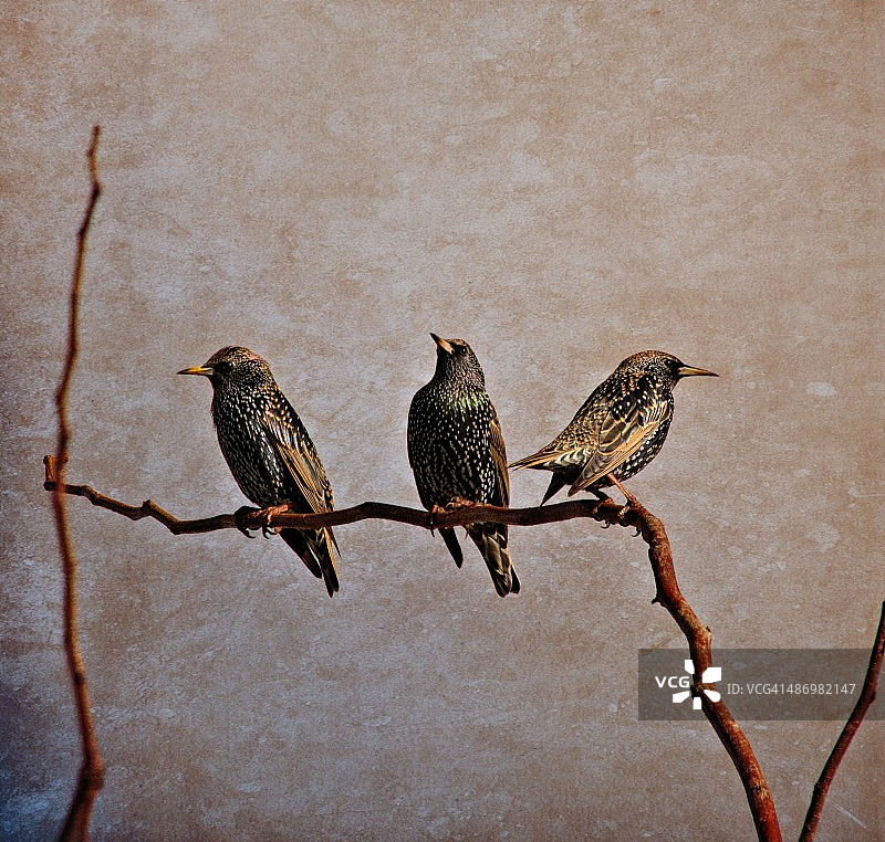 树枝上的三只椋鸟图片素材