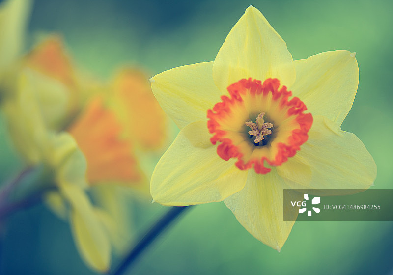 水仙花图片素材