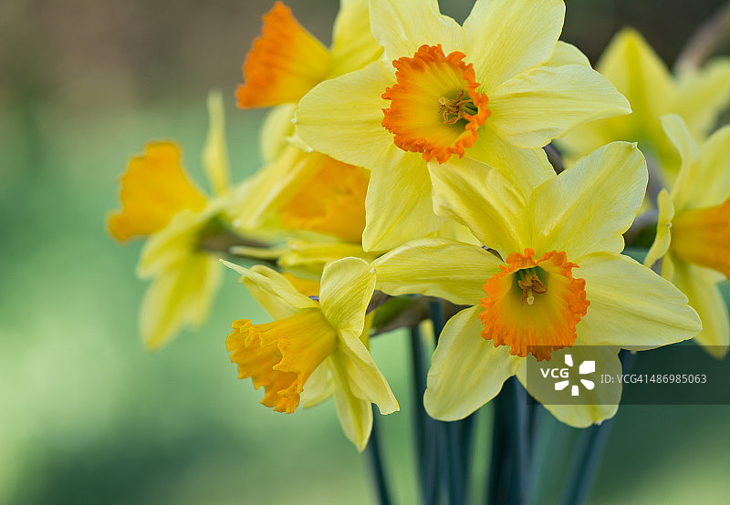 一堆水仙花图片素材