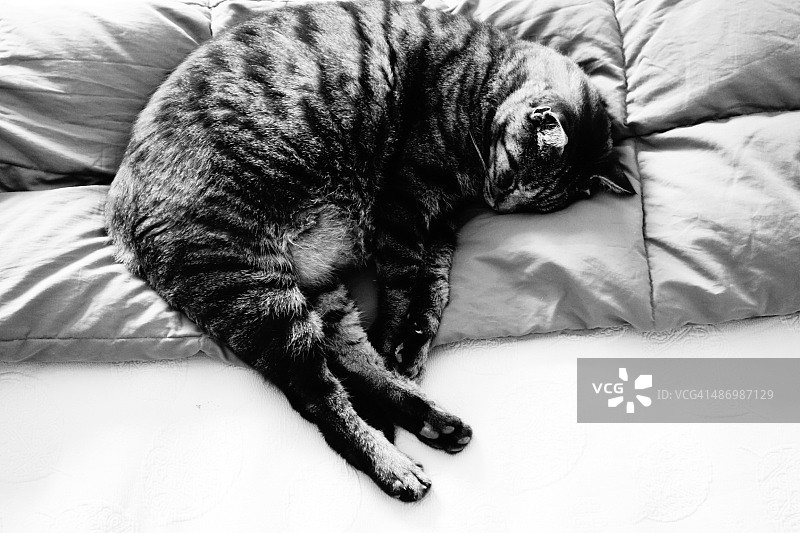 尴尬的宠物画像图片素材