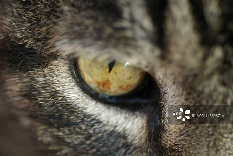 尴尬的宠物画像图片素材