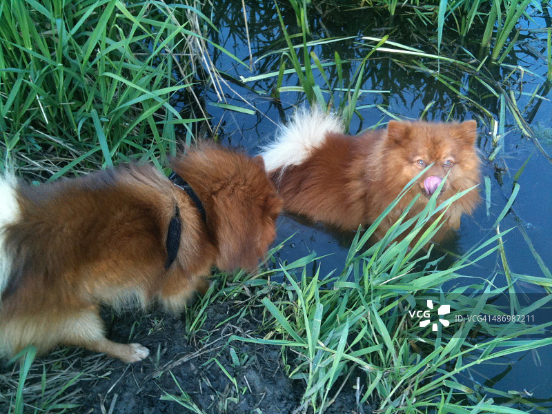 尴尬的宠物画像图片素材