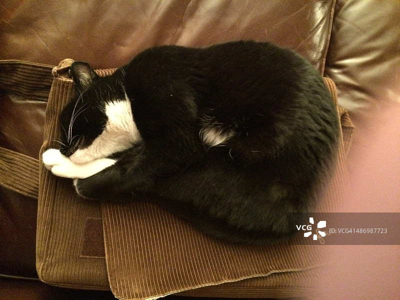 尴尬的宠物画像图片素材