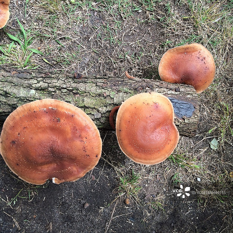 地球日的挑战图片素材