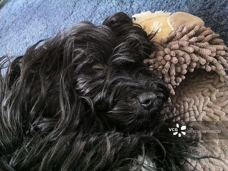 尴尬的宠物画像图片素材