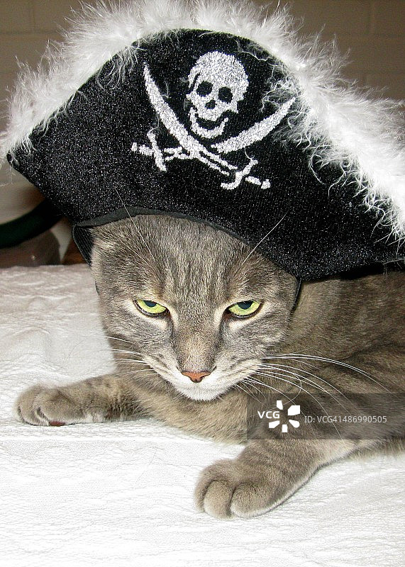 尴尬的宠物画像图片素材