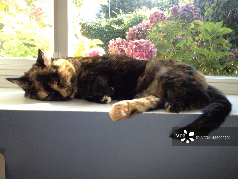 尴尬的宠物画像图片素材