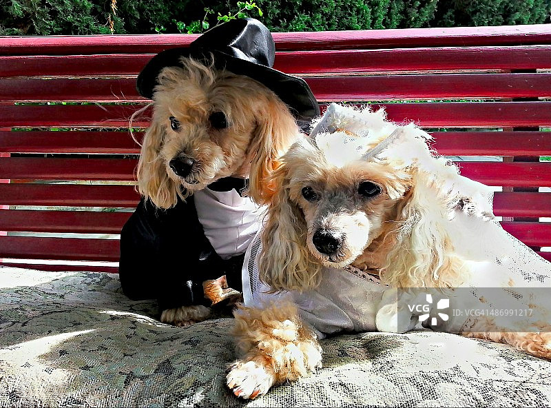 尴尬的宠物画像图片素材