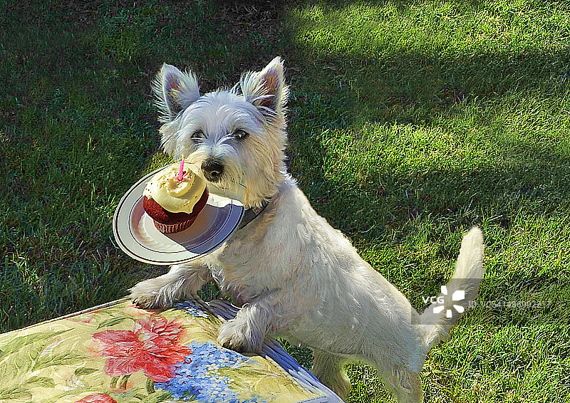 尴尬的宠物画像图片素材