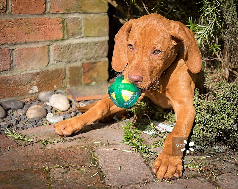 尴尬的宠物画像图片素材