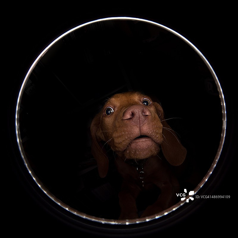 尴尬的宠物画像图片素材