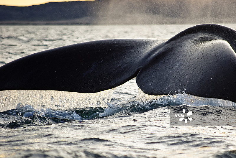 日出时分比目鱼图片素材