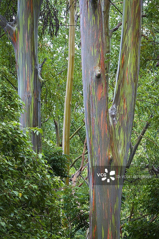 彩虹桉树图片素材