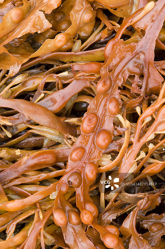 岸边的海藻图片素材