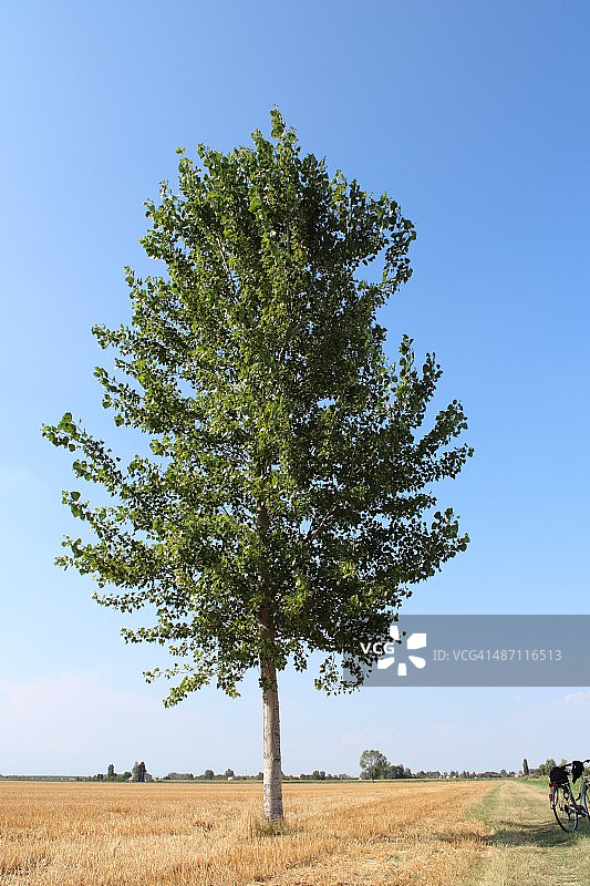 田野里的白杨树和自行车图片素材