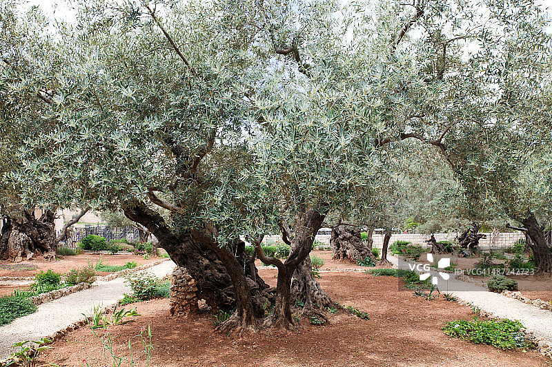 耶路撒冷客西马尼花园图片素材