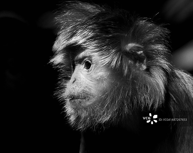 爪哇叶猴图片素材