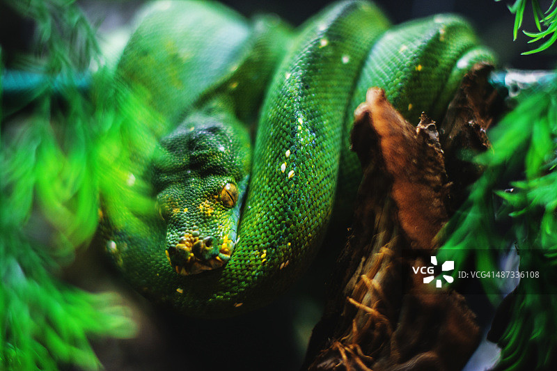 绿蟒图片素材