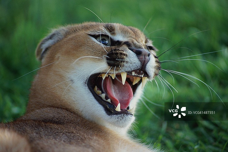 狞笑的狞猫特写图片素材