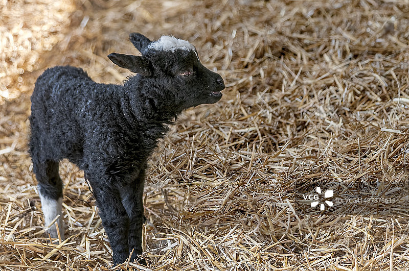 黑羊羔图片素材