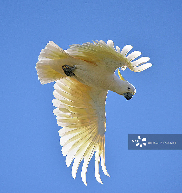 葵花凤头鹦鹉图片素材