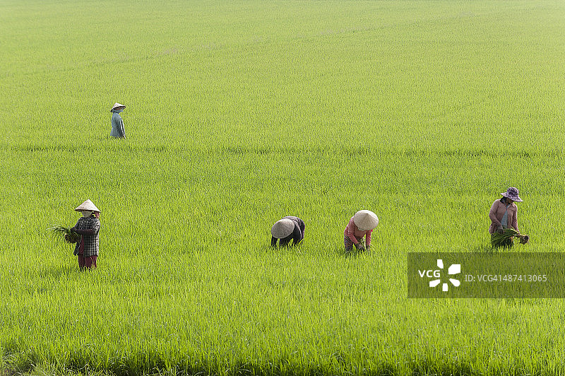 戴着斗笠在稻田里工作的妇女图片素材