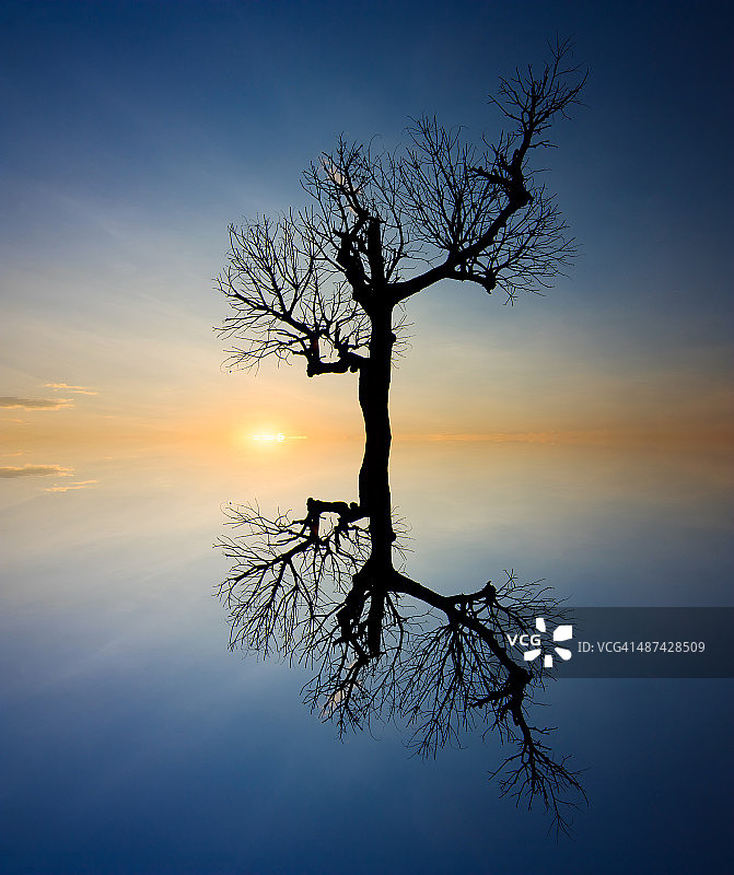 单棵树的剪影和倒影图片素材