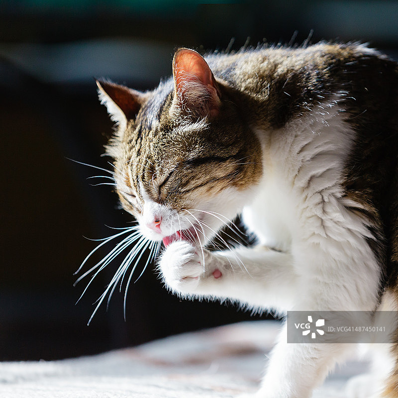 猫咪清洁图片素材