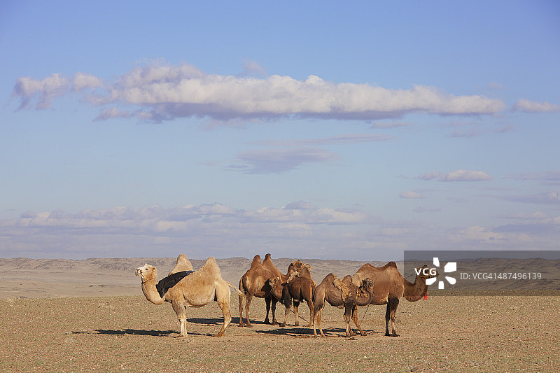 蒙古国南戈壁省的骆驼图片素材