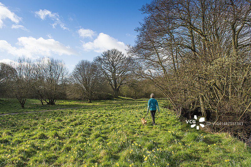 约克郡春天遛狗人图片素材