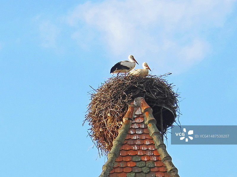 一对鹳鸟在它们的巢里图片素材