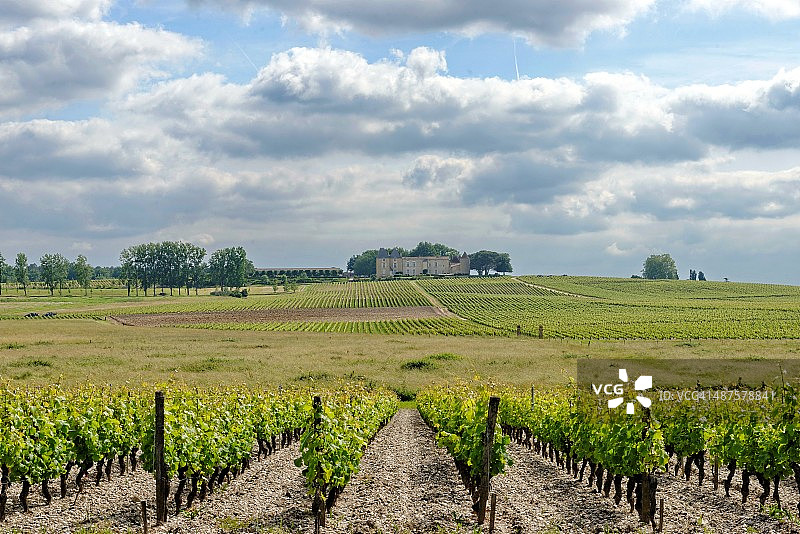 葡萄园图片素材