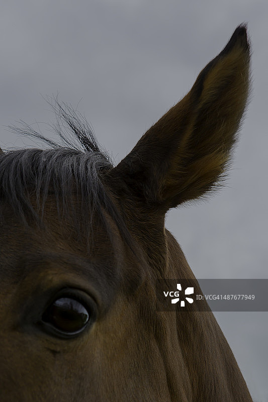 赢家的眼光图片素材