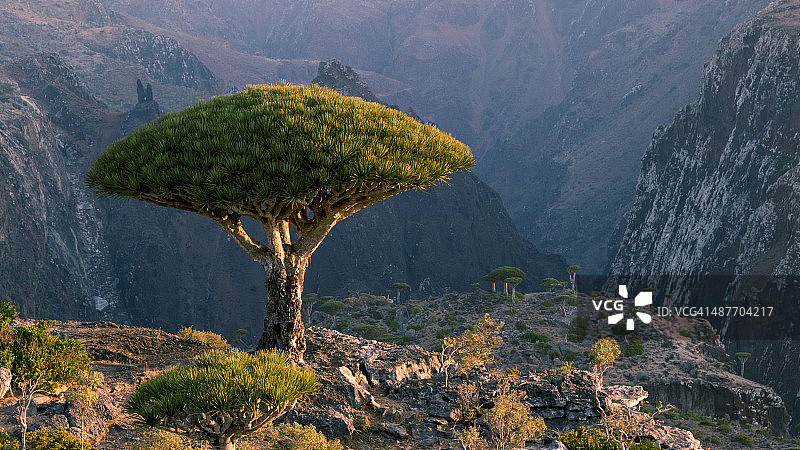 也门索科特拉迪克萨姆高原龙血树与岩石山脉图片素材