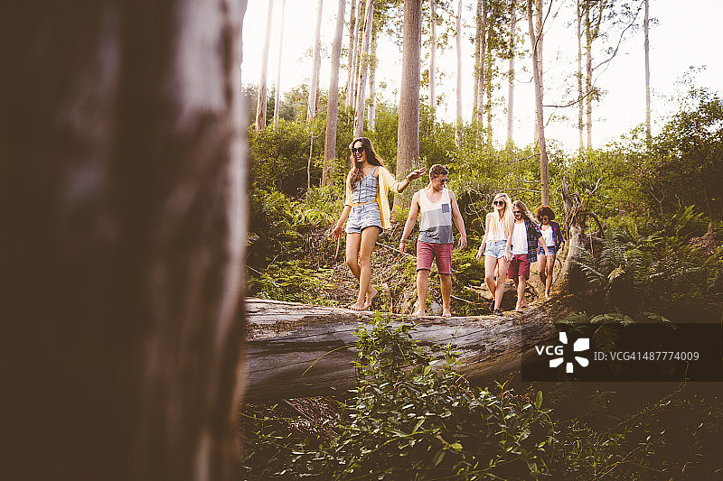 在树上保持平衡图片素材