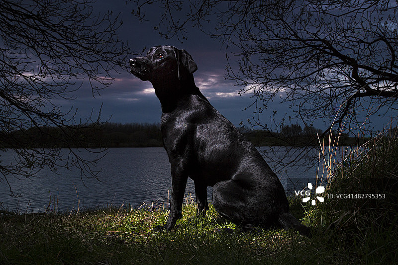 拉布拉多犬眺望远方图片素材