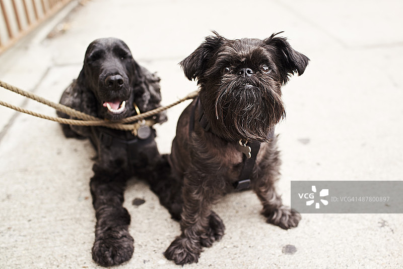 英国可卡犬和布鲁塞尔格里芬犬图片素材