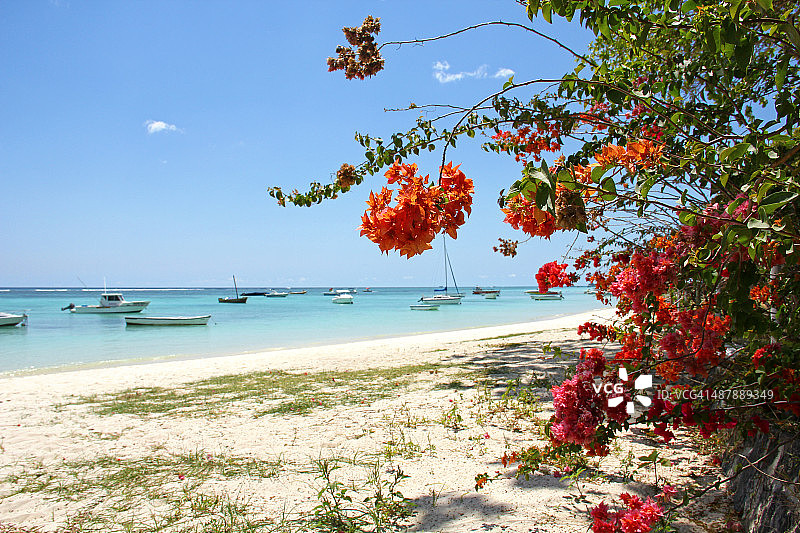 毛里求斯海滩：海洋、船只和鲜花图片素材