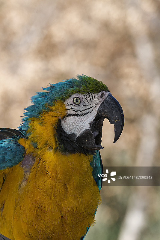 蓝色和金色金刚鹦鹉图片素材