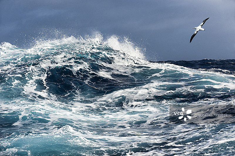 漂泊信天翁飞越汹涌海面图片素材