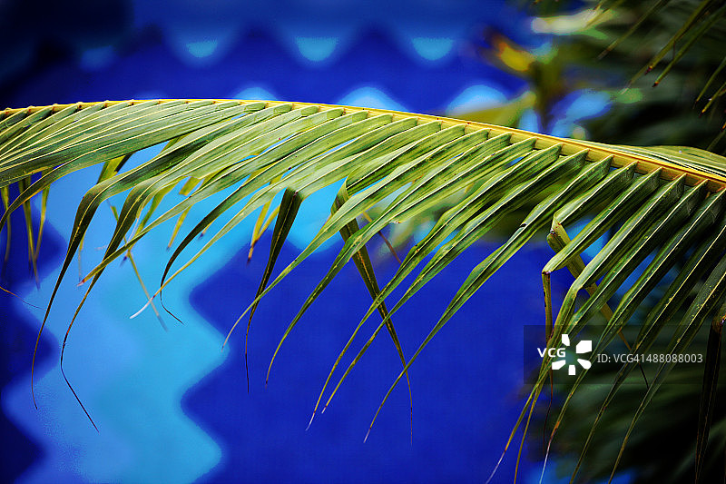 蓝色背景上的棕榈叶图片素材