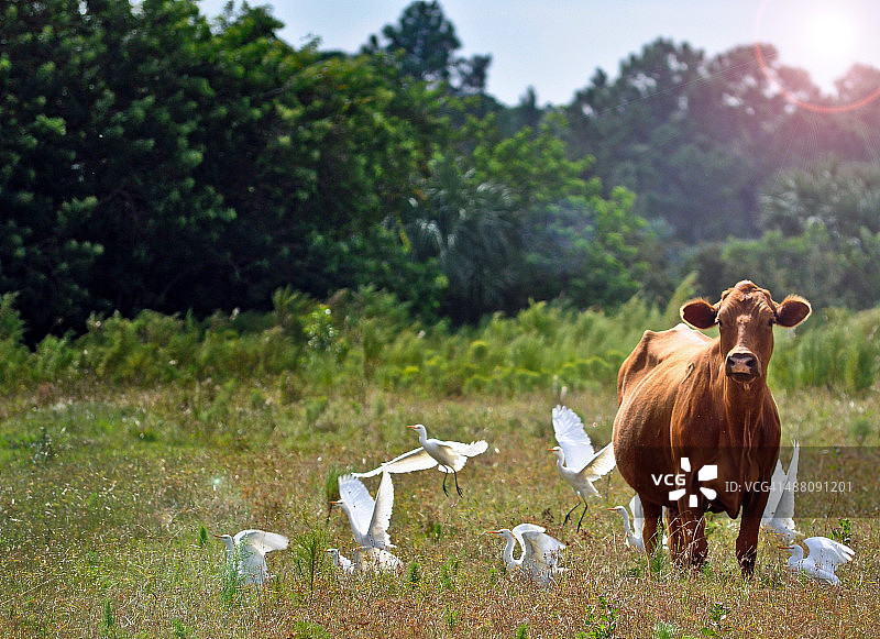 魅力奶牛图片素材