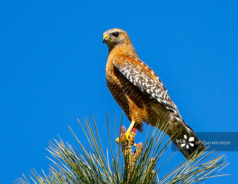 红肩鵟图片素材