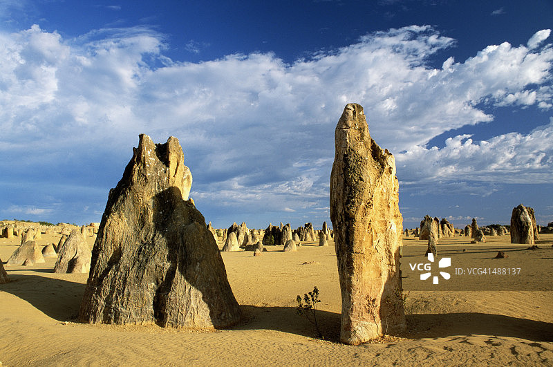 澳大利亚西部的尖峰石阵沙漠图片素材