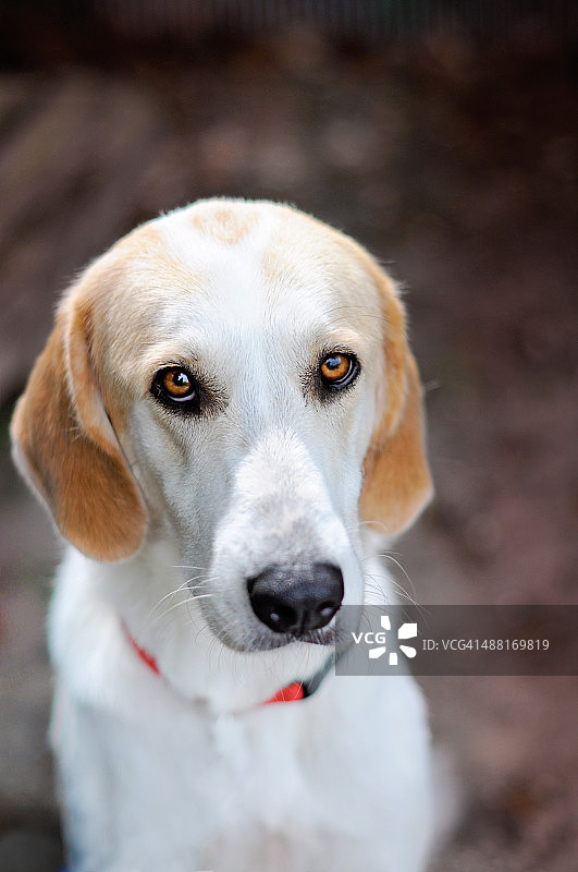 有敏感眼睛的狗狗图片素材