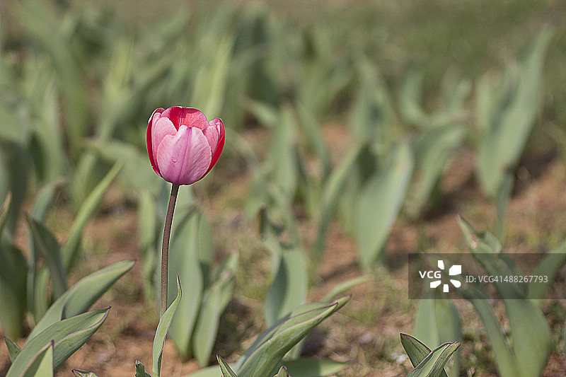 郁金香风景图片素材