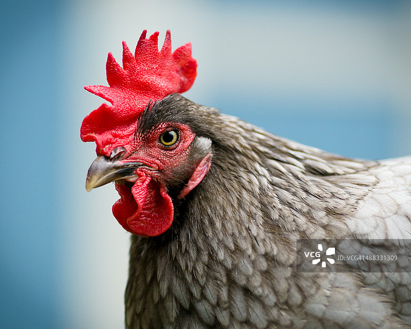 灰色后院母鸡图片素材